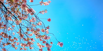 Beautiful cherry blossoms swaying against a bright blue spring sky, capturing the essence of renewal. HD wallpaper
