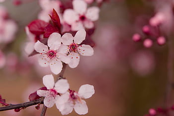 Close-up of delicate pink plum blossoms on a branch with blurred background. HD wallpaper