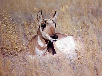 Deer in Grass, in grass, beautiful, , deer HD wallpaper