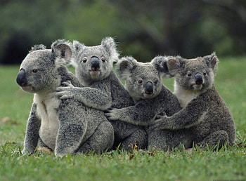 FOUR BROTHERS, koalas, australia, affection, wildlife, family, animals, love, marsupials HD wallpaper