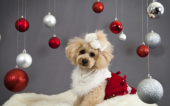 Animals, Dogs HD wallpaper