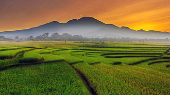Paddy Fields HD wallpaper