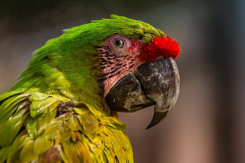 Zoo, parrot, macaw, muzzle HD wallpaper