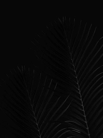 Leaves, Palm, Branches, Bw, Chb HD phone wallpaper