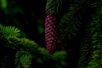 Nature, Needle, Wood, Tree, Branch, Cone, Bump HD wallpaper