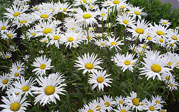 Plants, Flowers, Background, Camomile HD wallpaper