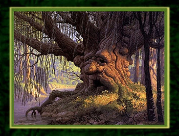 Wise Ol' Tree, wise, fantasy, man, nature, tree HD wallpaper