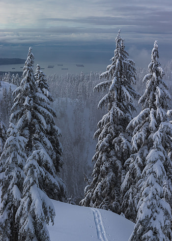 Winter, Nature, Trees, Snow, Forest, Path HD phone wallpaper