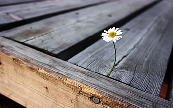 Plants, Flowers, Camomile HD wallpaper