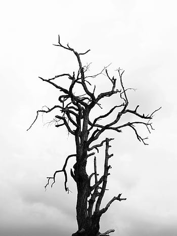 A monochrome of a bare tree against a cloudy sky, evoking a somber mood. HD phone wallpaper
