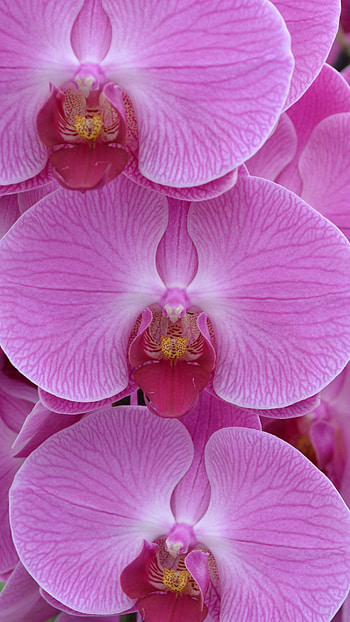 Orchid, Violet Flower HD phone wallpaper