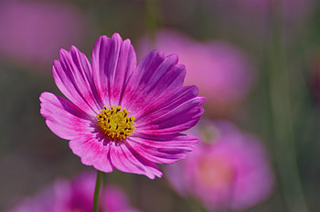 Flower, Plant, Macro, Petals, Field HD wallpaper