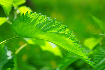 Macro, Sheet, Leaf, Nettle HD wallpaper