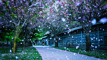 spring trees, trees, forests, nature, blooms, spring HD wallpaper