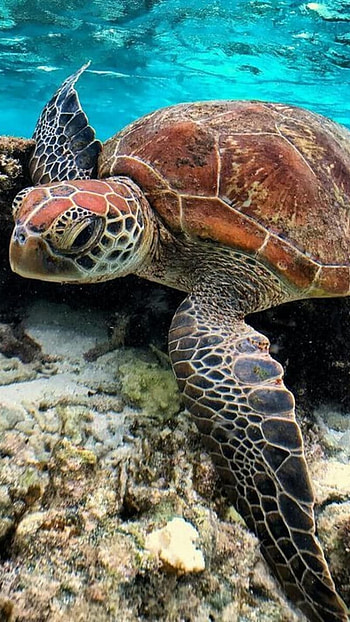 Turtle, Cute Turtle HD phone wallpaper