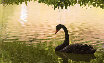 Water bird swan, Monochrome elegance, Manual resize, Black beauty HD wallpaper