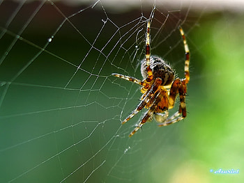 Insects, Web, Spiders HD wallpaper