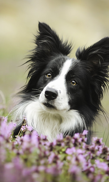 Animal, Border Collie, Canine species, Shepherd dog HD phone wallpaper