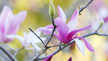 Trees, Spring, , Magnolia, Blossom, Flower HD wallpaper