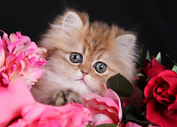 kitty with a flowers, cats, flowers, kitty, animals HD wallpaper