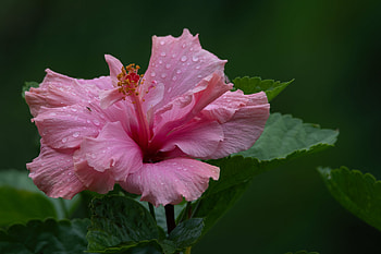 Hibiscus, Pink, Flower, Petals HD wallpaper