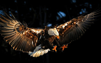 Bearing eagle , Majestic creature, Striking visuals, Powerful predator HD wallpaper