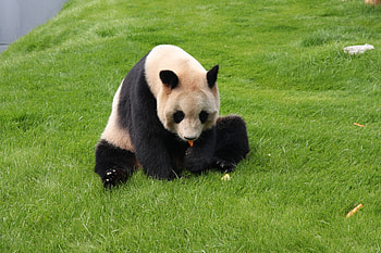 Animals, Grass, Sit, Kid, Tot, Panda HD wallpaper