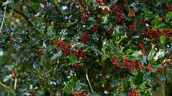 Holly Tree, Plant facts, Trees for life, Evergreen elegance HD wallpaper
