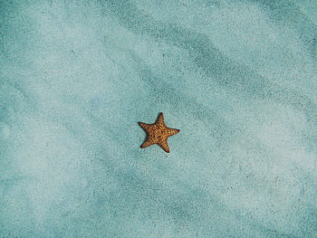 Starfish, surface, sand, minimal, fish HD wallpaper