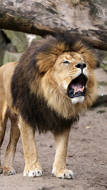 Lion, Lion Roar HD phone wallpaper