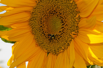 sunflower, yellow flower, sunflowers, yellow, flower, flowers HD wallpaper