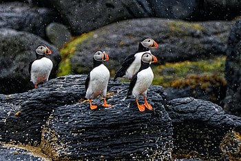 Animals, Rain, Feather, Rocks, Bird, Beak, Cul-De-Sac, Dead End HD wallpaper
