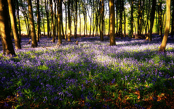 Bluebells, sunrays, forest, flower HD wallpaper