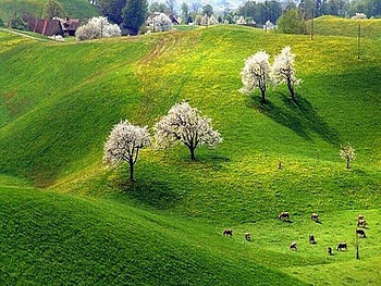 panorama, green, landscape, fields, nature, beauty, tree HD wallpaper