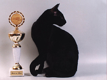 Black cat with trophy, sweet, animal, kitten, black, trophy, cat HD wallpaper