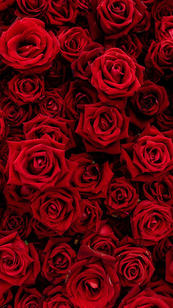 Rose, bouquet, flowers, red, . Red aesthetic grunge, Red , Red aesthetic, Red Roses HD phone wallpaper