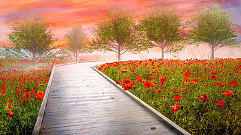 Dreamy Walk in Poppies, wildflowers, path, landscape, colors, trees, sky, sunset HD wallpaper