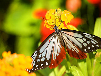 Touch of red, white, black, butterfly, yellow, red, flowers, orange HD wallpaper