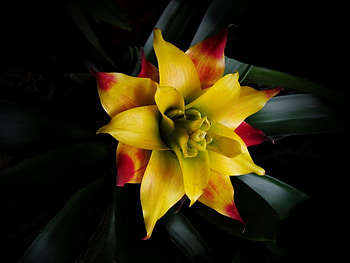 Plants, Flowers HD wallpaper