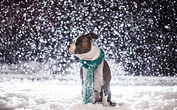 Animals, Snow, Dog, Friend, Scarf HD wallpaper
