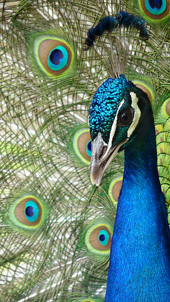 Peacock, Beautiful HD phone wallpaper