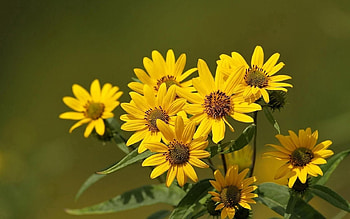 Flowers, Blur, Smooth, Greens, Bouquet, Stems HD wallpaper