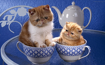 Animals, Cats HD wallpaper