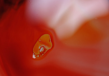 Little Buddy, buddy, ferrari, orange, red HD wallpaper