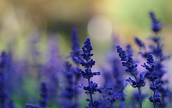 lavender , Lavender charm, Nature's serenity, Floral symphony HD wallpaper