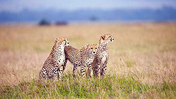 Serengeti National Park, Full lion , lion backgrounds, Wildlife graphy HD wallpaper