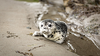 seal , resolution, Breathtaking views, background HD wallpaper