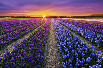 Sunset Over Tulips Field, field, nature, flowers, tulips, spring, sunset HD wallpaper
