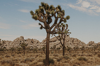 Joshua Tree National Park, Southern California road trip, Serene nature, Captivating scenery HD wallpaper