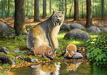 lynx, cats, nature, wild, animals HD wallpaper